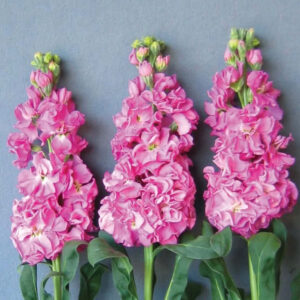 Matthiola-Iron Rose Pink