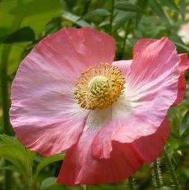 Papaver-Pulchinella Rose
