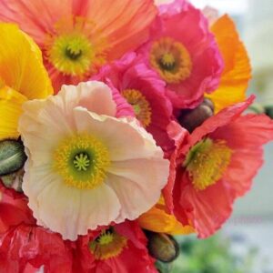 Papaver-Pulchinella Mix