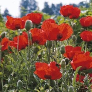 Papaver-Nana Allegro