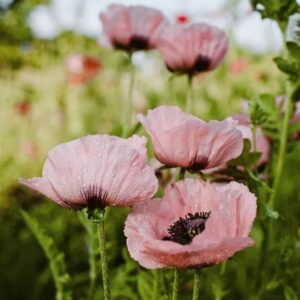 Papaver-Princess Victoria Louise