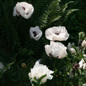 Papaver-Royal Wedding