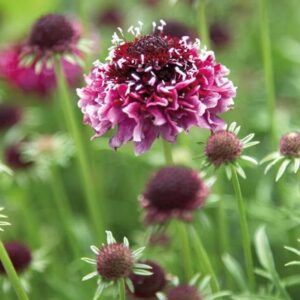Scabiosa-Beaujolais