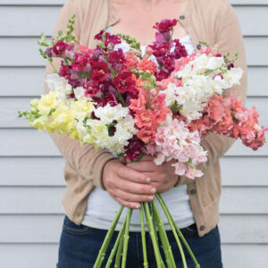 Snapdragons-Madame Butterfly Mix