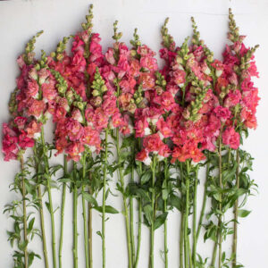 Snapdragons-Madame Butterfly Bronze