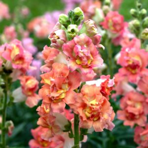 Snapdragons-Madame Butterfly Bronze/White