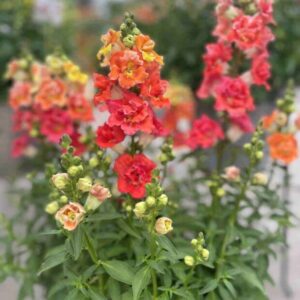 Snapdragons-Doubleshot Orange Bicolour