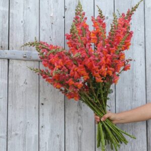 Snapdragons-Potomac Dark Orange