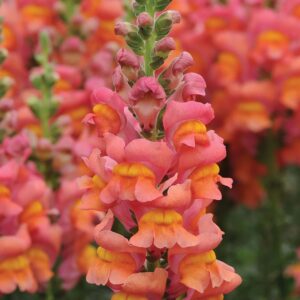 Snapdragons-Potomac Orange