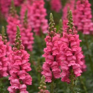 Snapdragons-Potomac Dark Pink