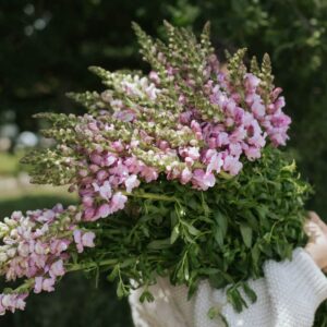 Snapdragons-Potomac Lavender