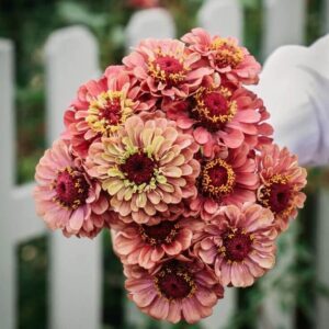 ZINNIA-Queen Red Lime