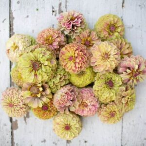 ZINNIA-Queen Lime Blotch