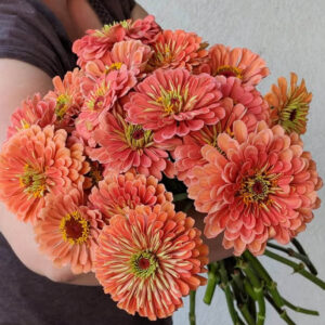 ZINNIA-Benary Giant Salmon Rose