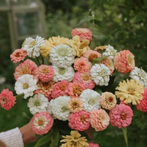 ZINNIA-Cresto! Peaches and Cream