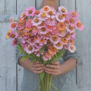 ZINNIA-Peachy Pink